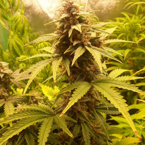 Multi genetica growlog photo: 3 semana flora