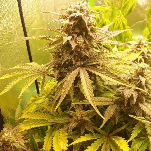 Multi genetica growlog photo: 3 semana flora
