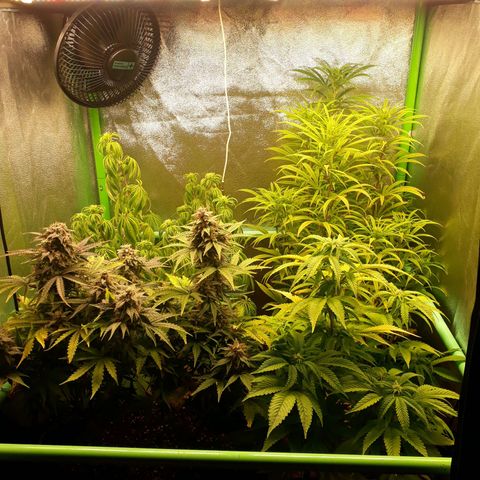 Multi genetica growlog photo: 3 semana flora