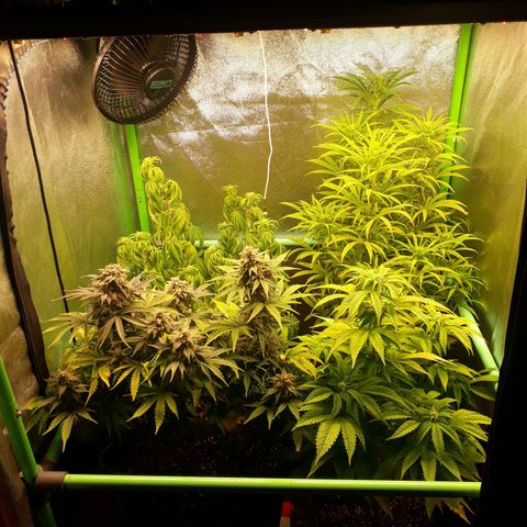 Multi genetica growlog photo: 3 semana flora
