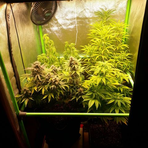 Multi genetica growlog photo: 3 semana flora