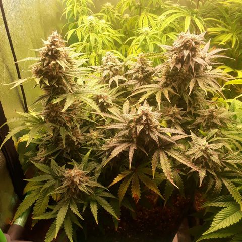 Multi genetica growlog photo: 4 semana flora