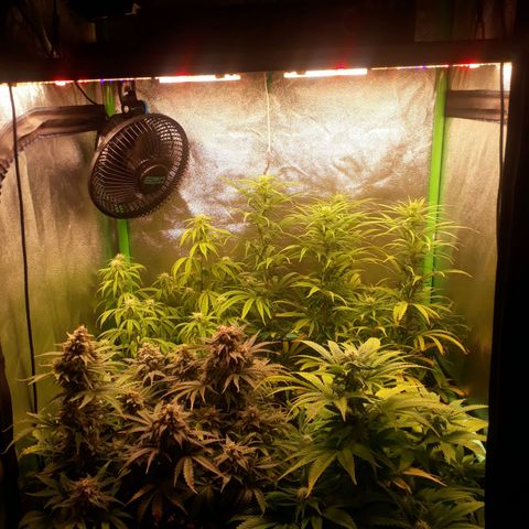 Multi genetica growlog photo: 4 semana flora