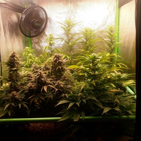 Multi genetica growlog photo: 4 semana flora