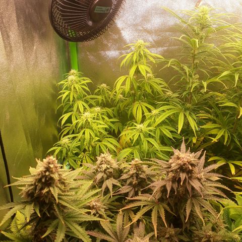 Multi genetica growlog photo: 4 semana flora