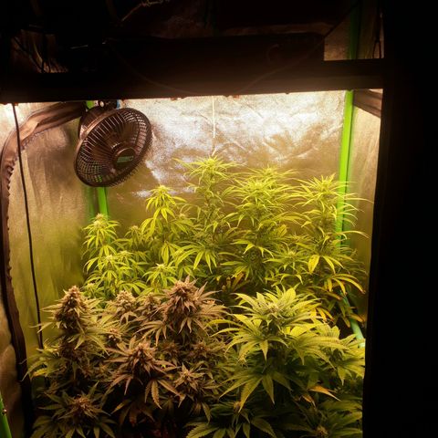 Multi genetica growlog photo: 4 semana flora
