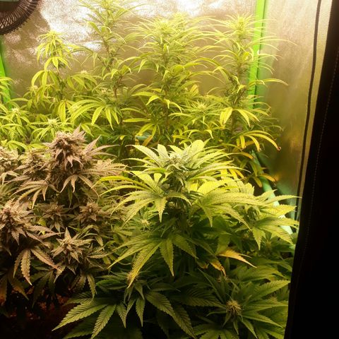 Multi genetica growlog photo: 4 semana flora