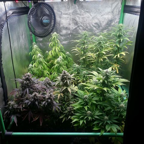 Multi genetica growlog photo: Comienzo 5 semana flora.