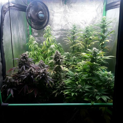 Multi genetica growlog photo: Comienzo 5 semana flora.