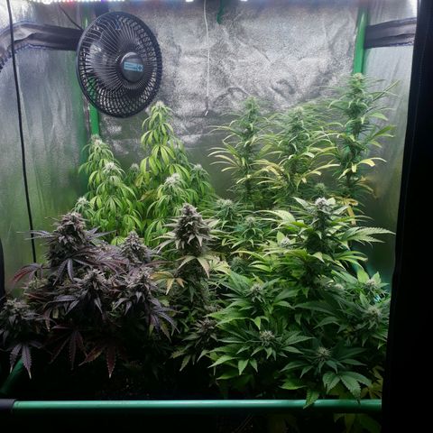 Multi genetica growlog photo: Comienzo 5 semana flora.