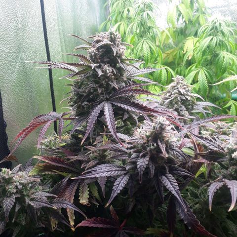 Multi genetica growlog photo: Comienzo 5 semana flora.