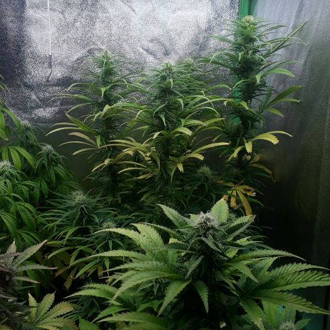 Multi genetica growlog photo: Comienzo 5 semana flora.
