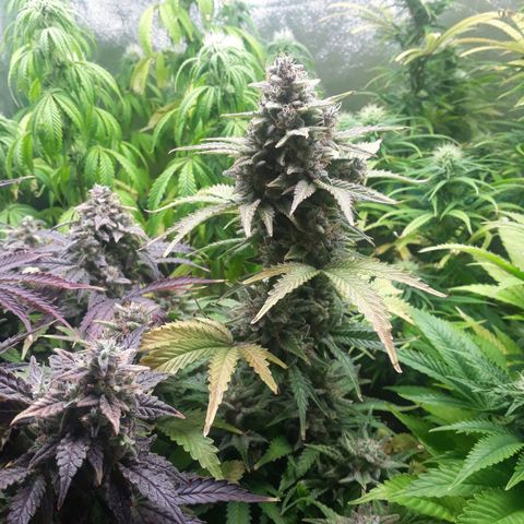 Multi genetica growlog photo: Comienzo 5 semana flora.