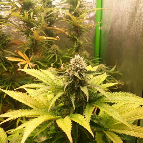 Multi genetica growlog photo: Comienzo semana 6