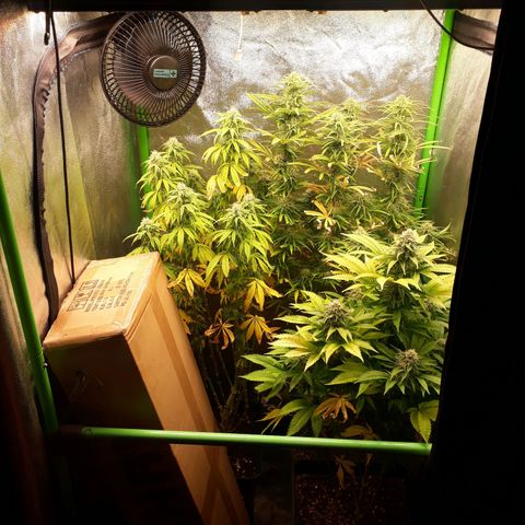 Multi genetica growlog photo: Comienzo semana 6