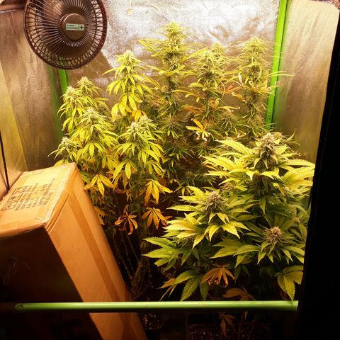 Multi genetica growlog photo: Comienzo semana 6