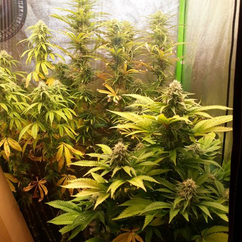 Multi genetica growlog photo: Comienzo semana 6