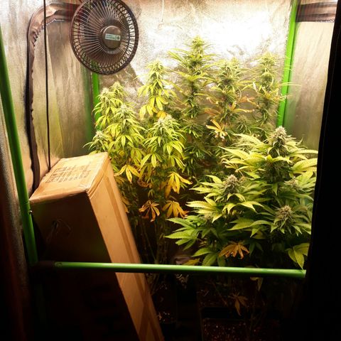 Multi genetica growlog photo: Comienzo semana 6