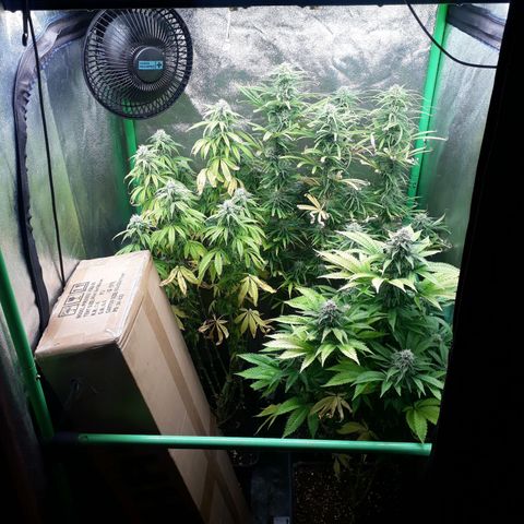 Multi genetica growlog photo: Comienzo semana 6