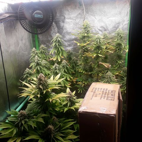 Multi genetica growlog photo: Comienzo 7 semana