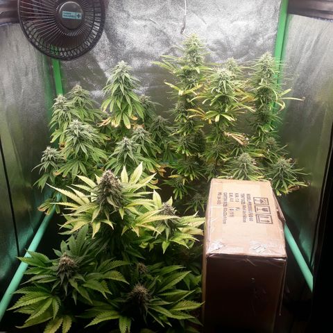 Multi genetica growlog photo: Comienzo 7 semana