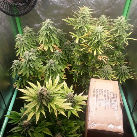 Multi genetica growlog photo: Comienzo 7 semana