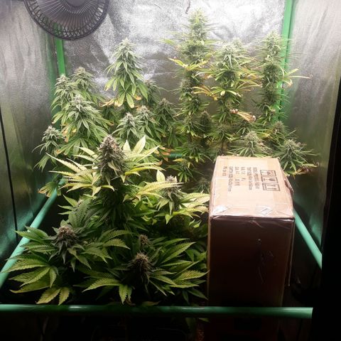 Multi genetica growlog photo: Comienzo 7 semana