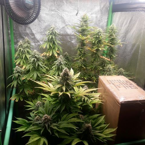 Multi genetica growlog photo: Comienzo 7 semana