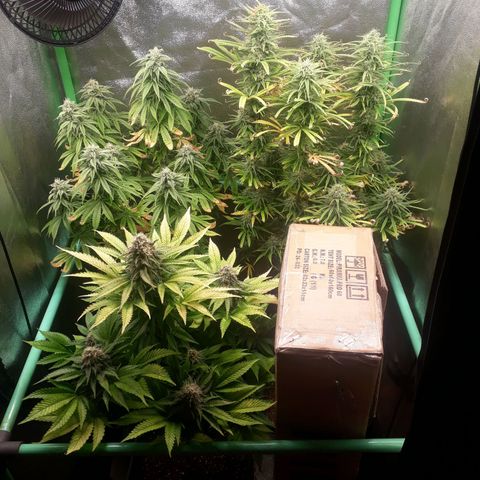Multi genetica growlog photo: Comienzo 7 semana
