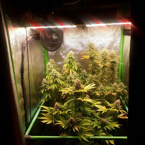 Multi genetica growlog photo: Comienzo 8 semana