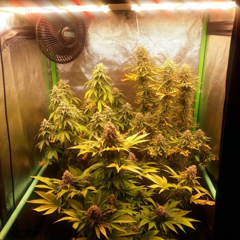 Multi genetica growlog photo: Comienzo 8 semana