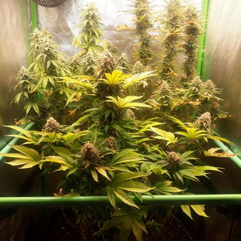 Multi genetica growlog photo: Comienzo 8 semana