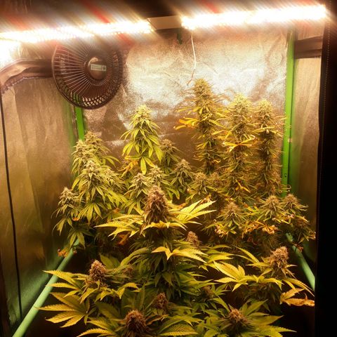 Multi genetica growlog photo: Comienzo 8 semana