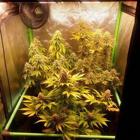 Multi genetica growlog photo: Comienzo 8 semana