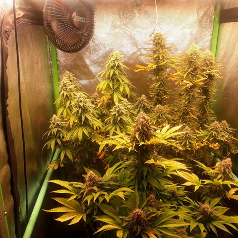 Multi genetica growlog photo: Comienzo 8 semana