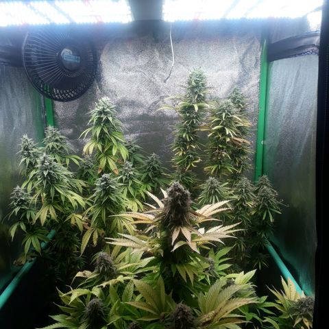 Multi genetica growlog photo: Comienzo 9 semana
