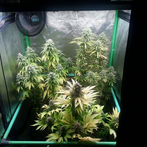 Multi genetica growlog photo: Comienzo 9 semana