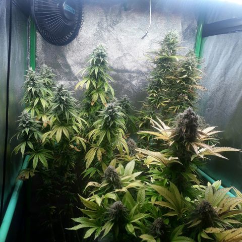 Multi genetica growlog photo: Comienzo 9 semana