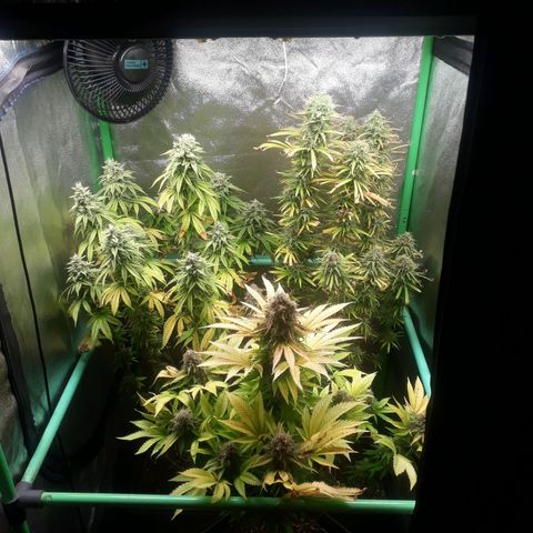 Multi genetica growlog photo: Comienzo 9 semana