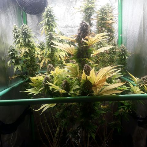Multi genetica growlog photo: Comienzo 9 semana