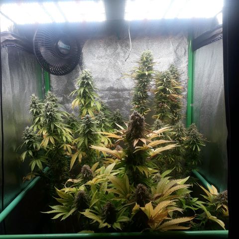 Multi genetica growlog photo: Comienzo 9 semana