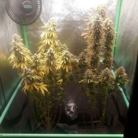 Multi genetica growlog photo: Comienzo 10 semana