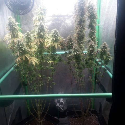 Multi genetica growlog photo: Comienzo 10 semana
