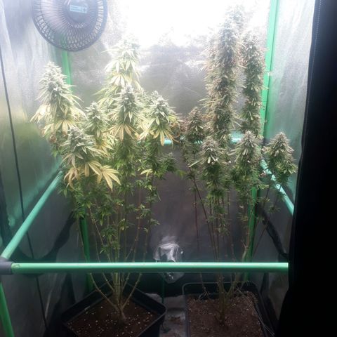 Multi genetica growlog photo: Comienzo 10 semana
