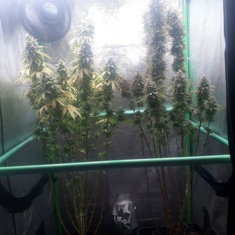 Multi genetica growlog photo: Comienzo 10 semana