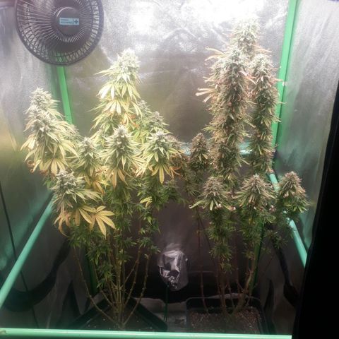 Multi genetica growlog photo: Comienzo 10 semana