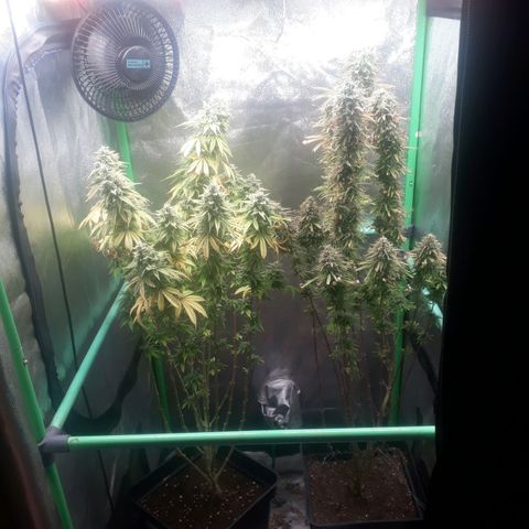 Multi genetica growlog photo: Comienzo 10 semana