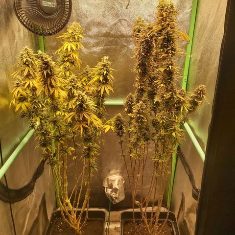 Multi genetica growlog photo: Ultimo riego, lavado de raiz.