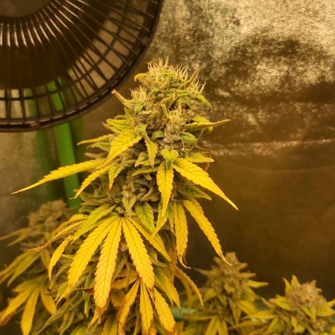 Multi genetica growlog photo: Ultimo riego, lavado de raiz.