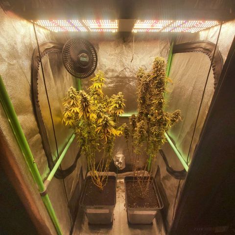 Multi genetica growlog photo: Ultimo riego, lavado de raiz.
